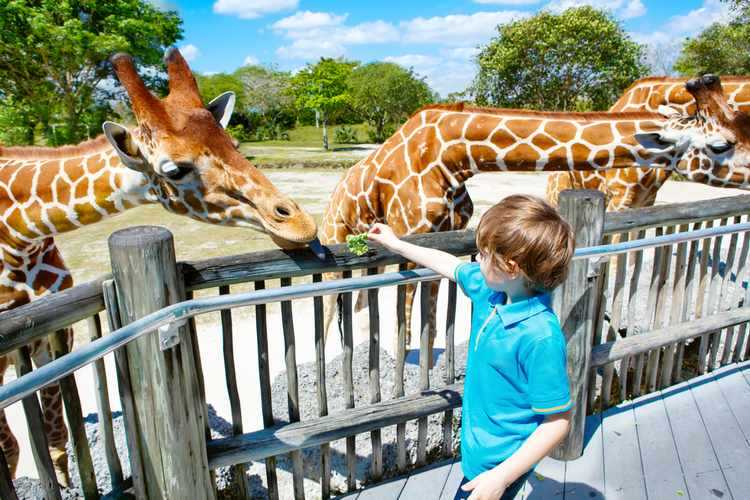 Wildlife in Dubai - Top 11 Zoos & Aquariums to Visit in 2024