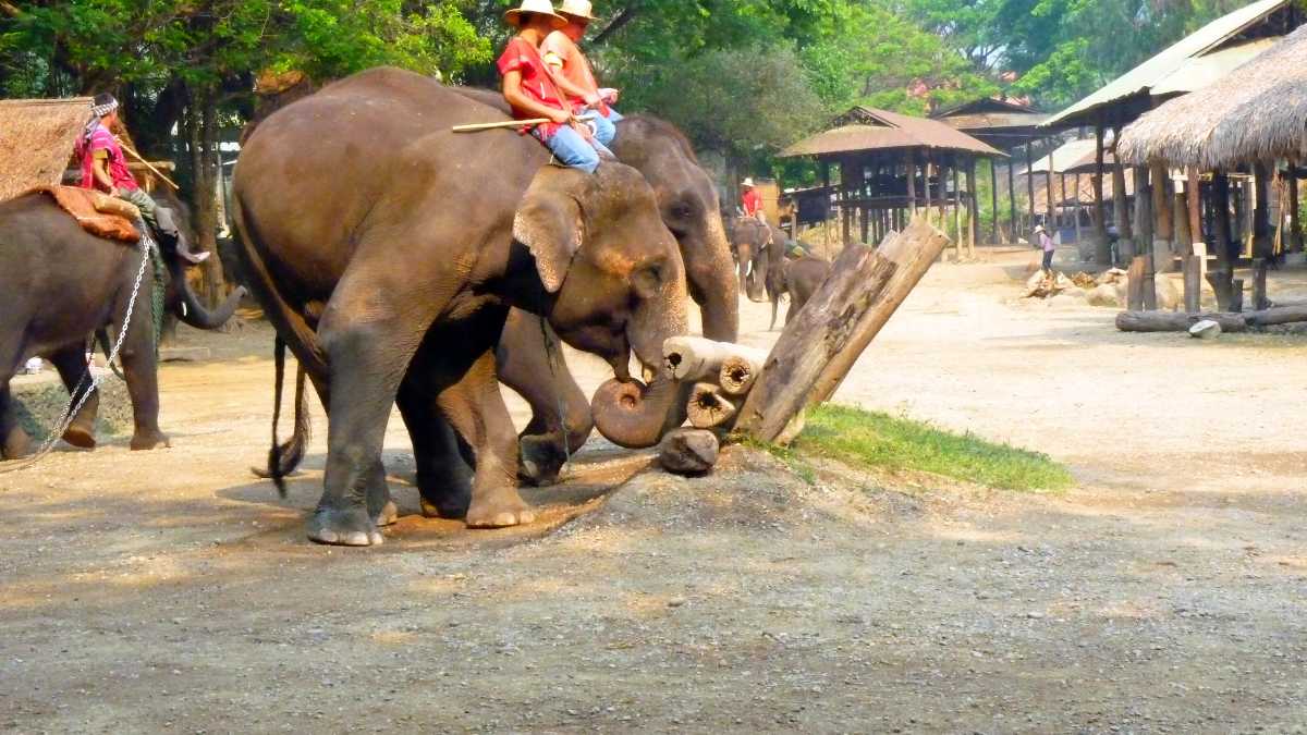 Maetaman Elephant Camp