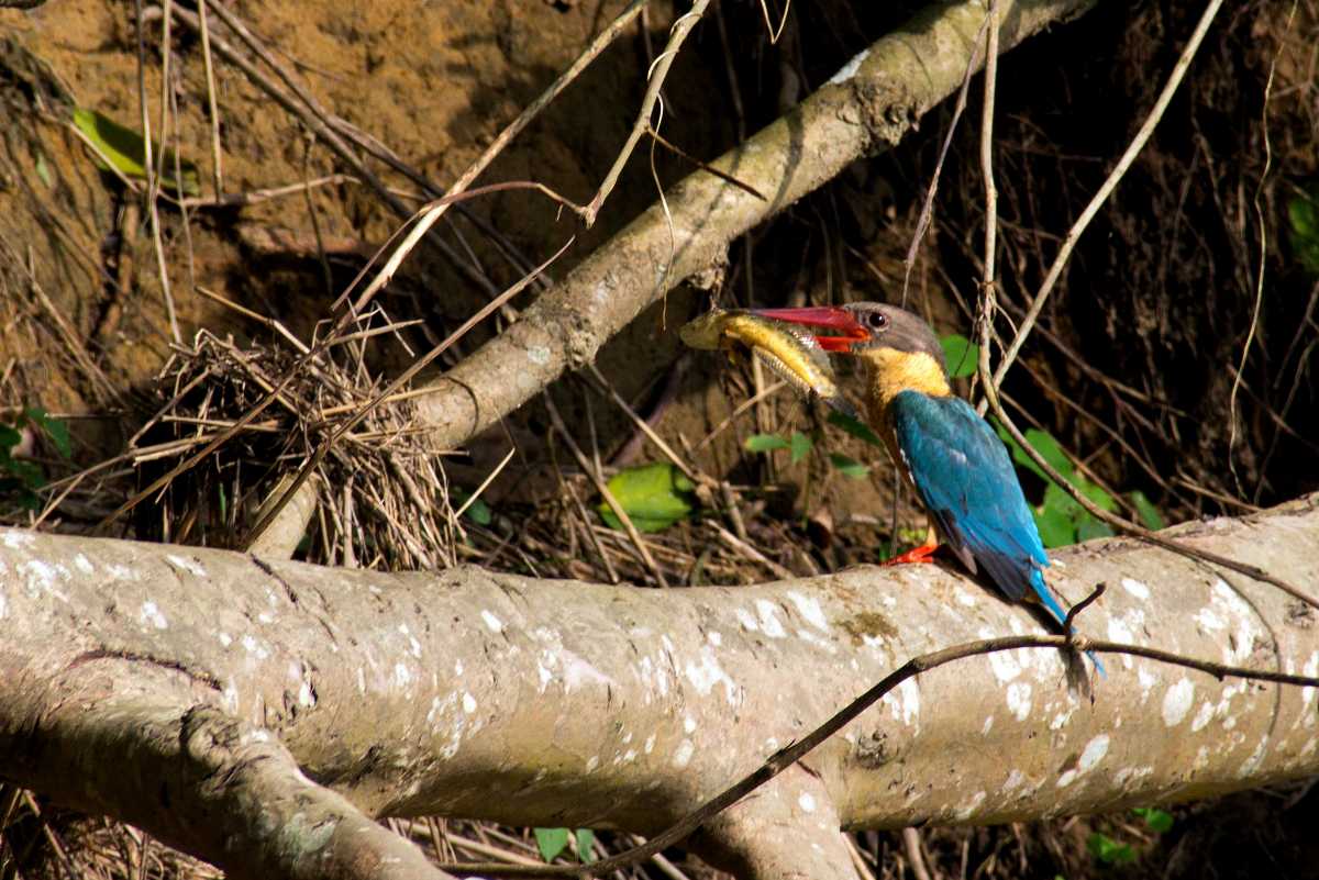 Chitwan National Park