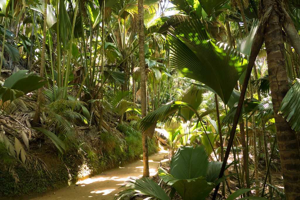 Vallee De Mai Nature Reserve Seychelles