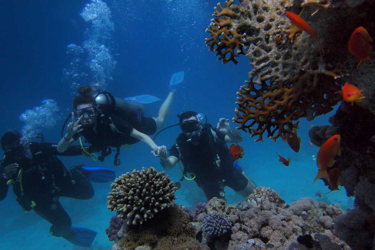 Diving with coaches