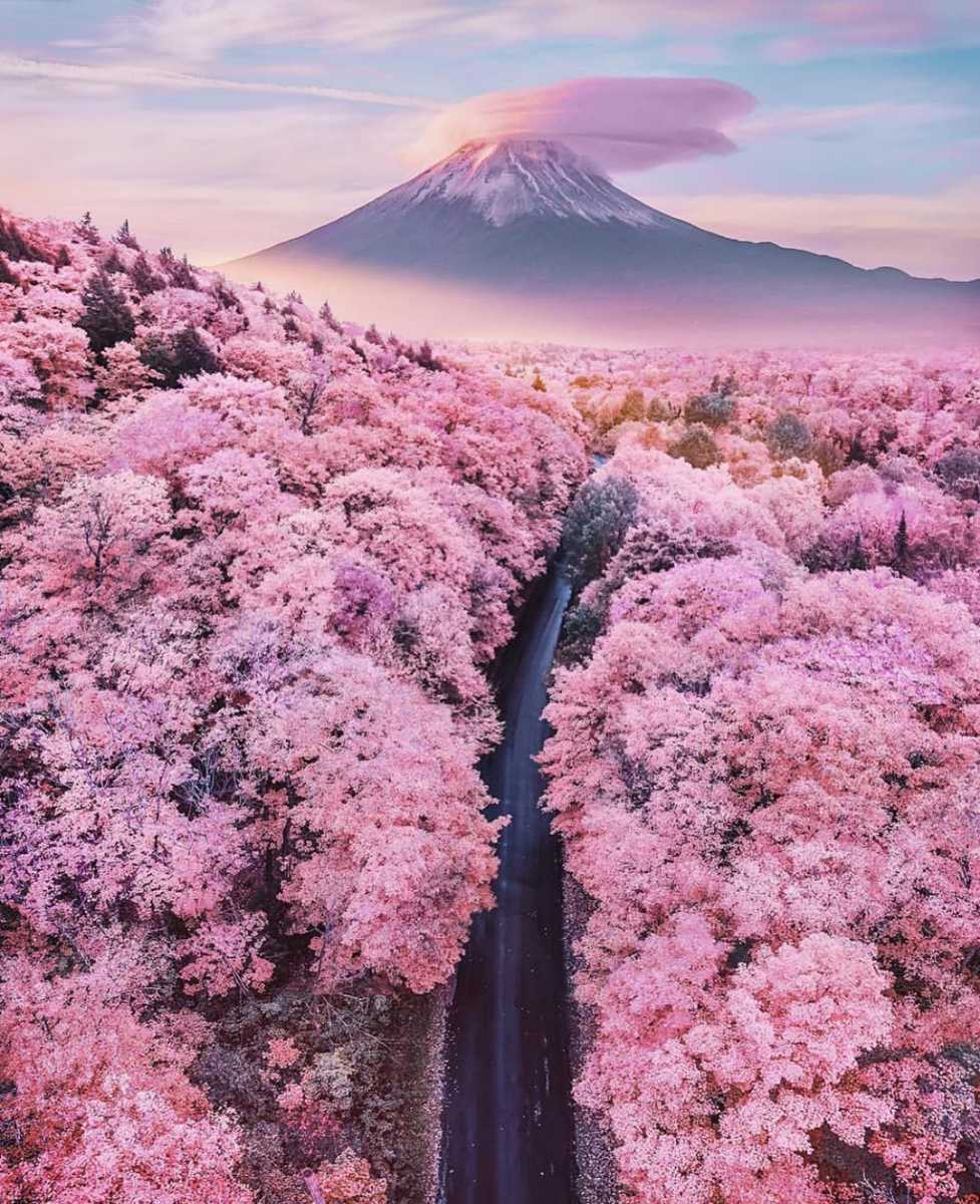 japan tourism cherry blossom festival