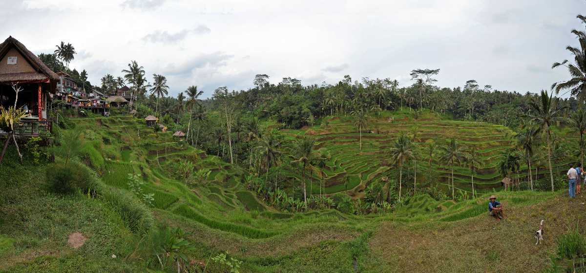 Panoramic View of Tegalalang Rice Terraces Ubud Bali