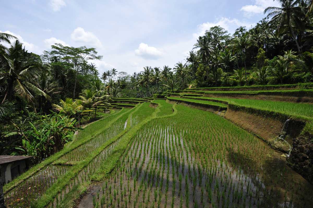 Paddy Fields Gunung Kawi Bali