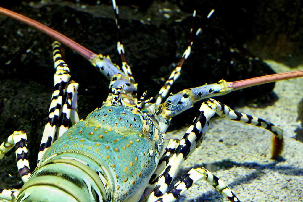 Underwater World in Langkawi