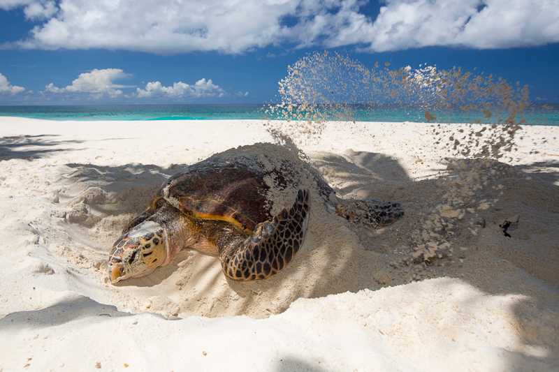 Cousin Island Seychelles