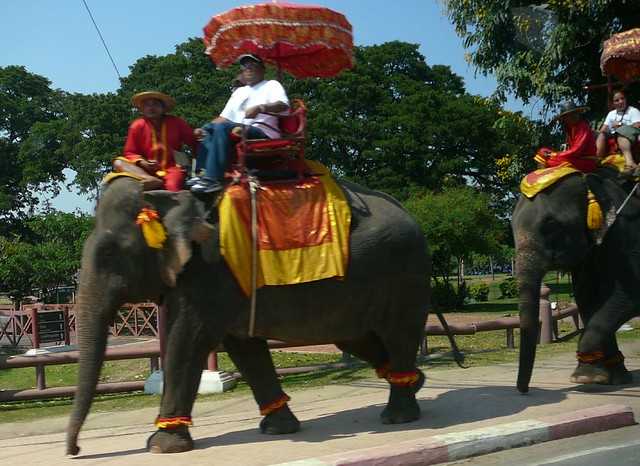 safari world elephant ride