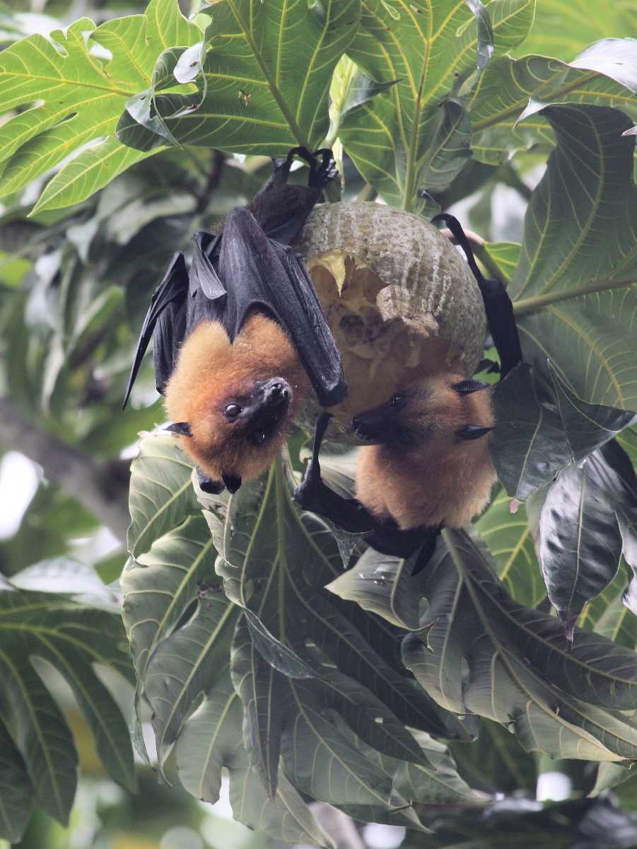 Fruit Bat, wildlife in Seychelles