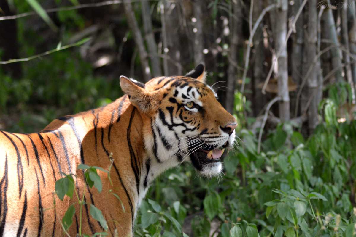 19 Best Tiger Reserves in India: Places to Go Tiger Spotting 2021