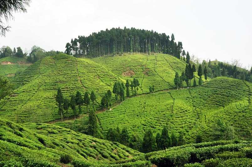 Tea Gardens  Kurseong  Tea Gardens Photos and Timings