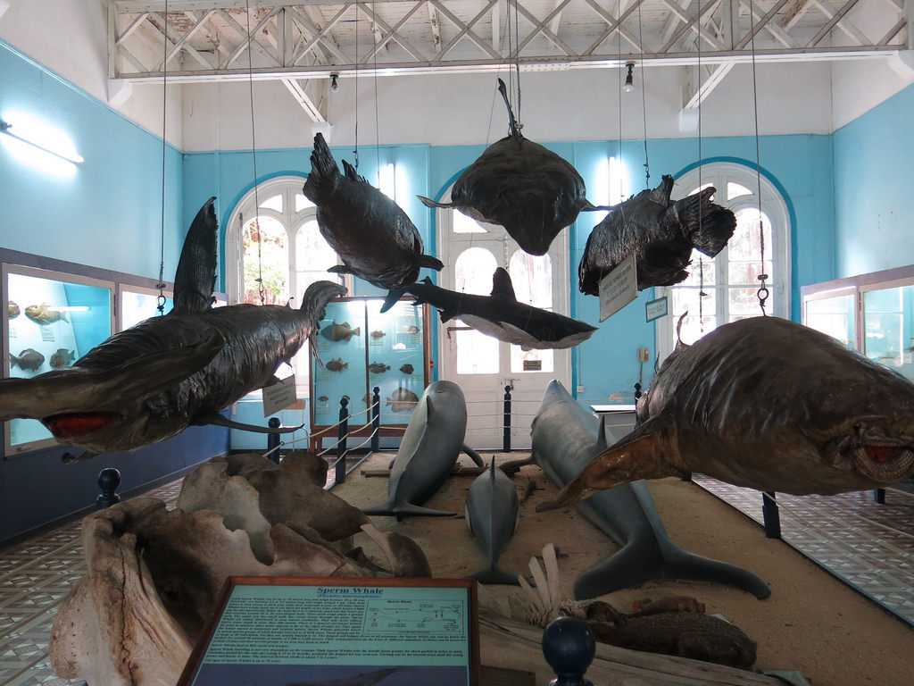Natural History Museum Mauritius