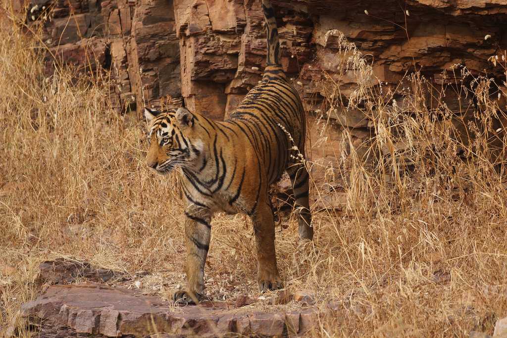 Tiger at Ranthambore National Park