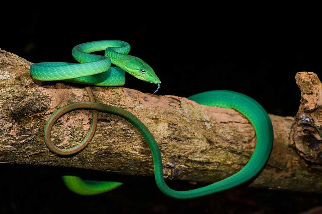 Pit Snake at Kaeng Krachan National Park
