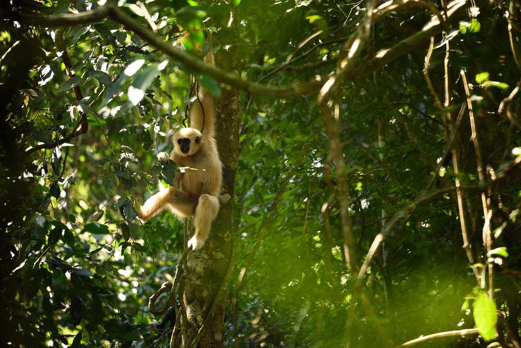 Khao Yai National Park