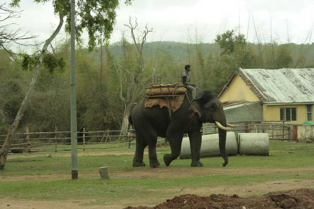 Safari in Bandipur