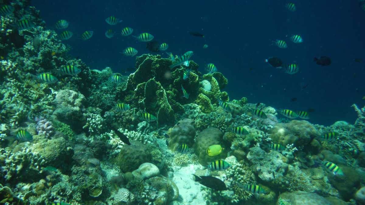 Snorkelling in Bali