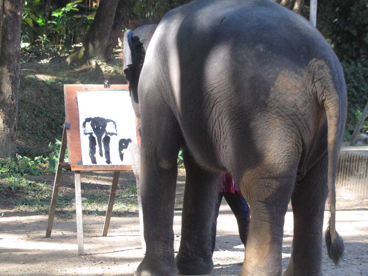 Maetaman Elephant Camp
