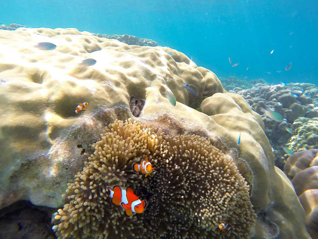 Corals at Surin Islands