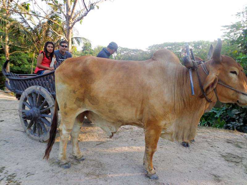 Elephant Village Pattaya