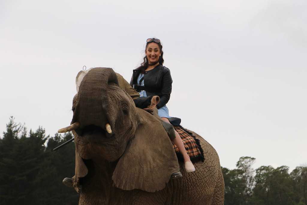 Slibende lineær alias قواعد القبول شركتنا rør elefanter i elephant park bali - shelxander.com