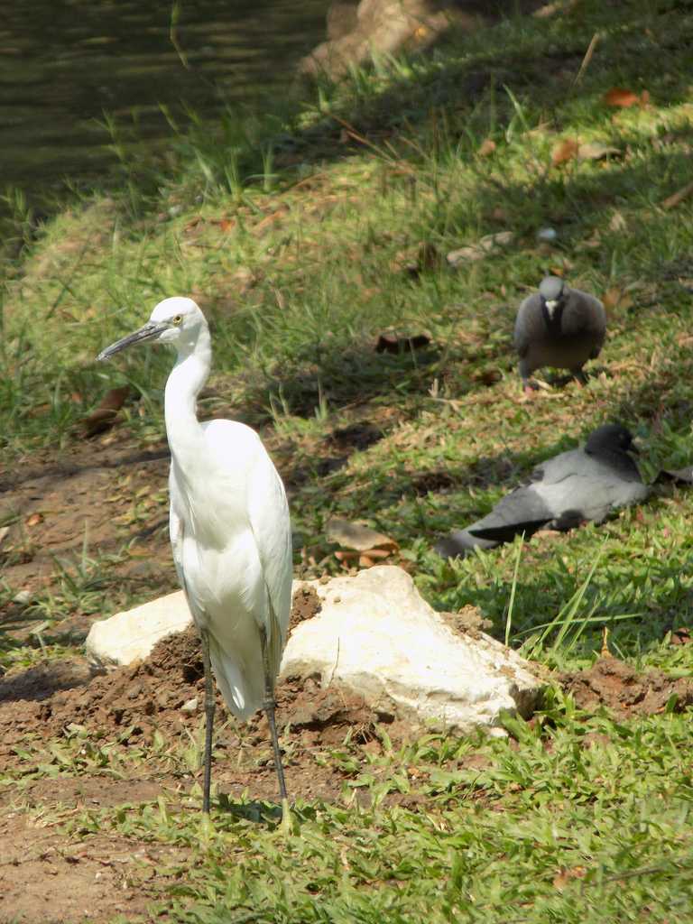 Birds at Lumpini Park Bangkok