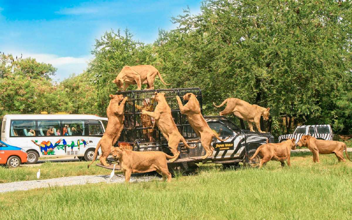 safari park bangkok price