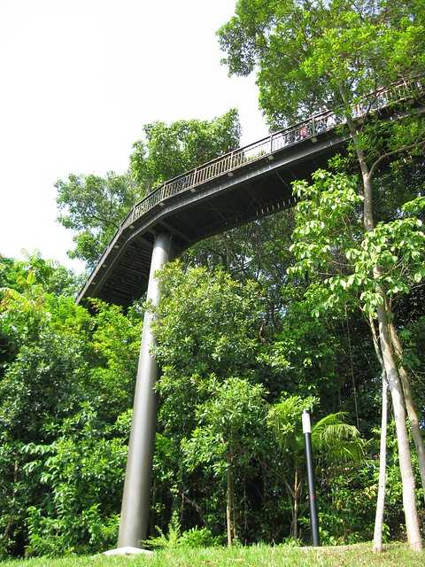 Canopy Walk along the Southern Ridges