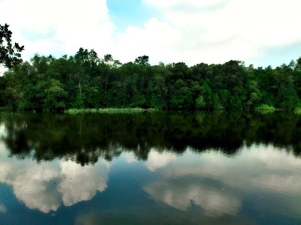 Sunegi Buloh Wetland Reserve at Kranji Countryside Singapore
