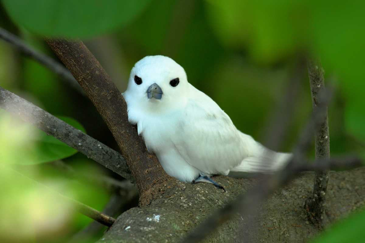 White tern, Wildlife in Seychelles