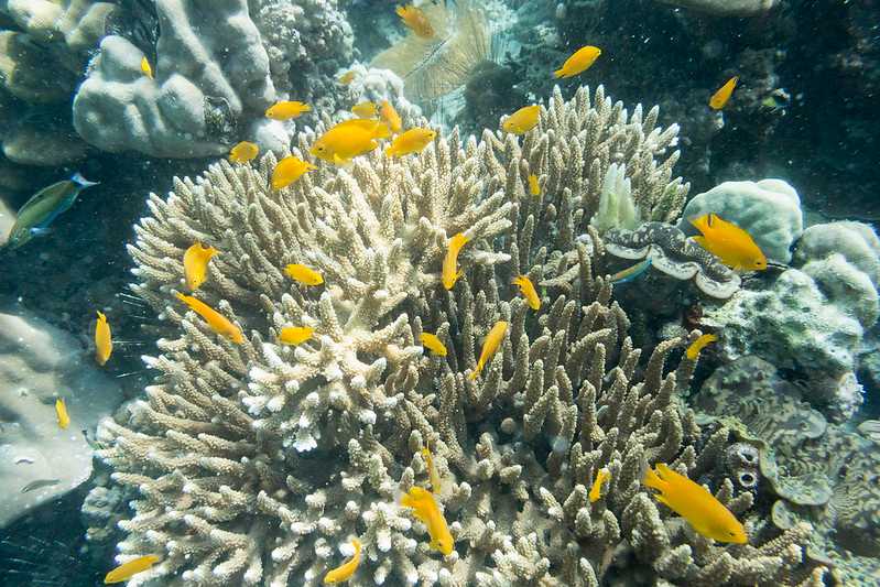 A vibrant coral reef at Pulau Timun
