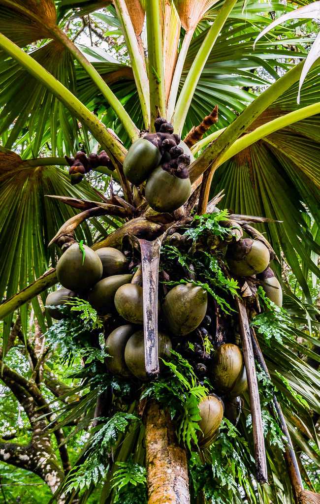 Coco de Mer Trees