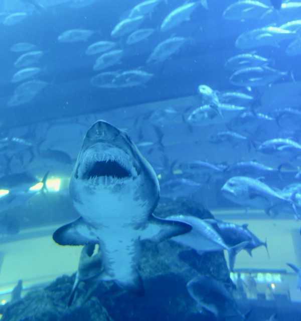 Sand Tiger Shark at Dubai Aquarium & Underwater Zoo