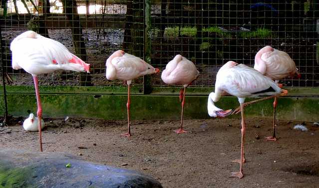 Flamingos at Ragunan Zoo
