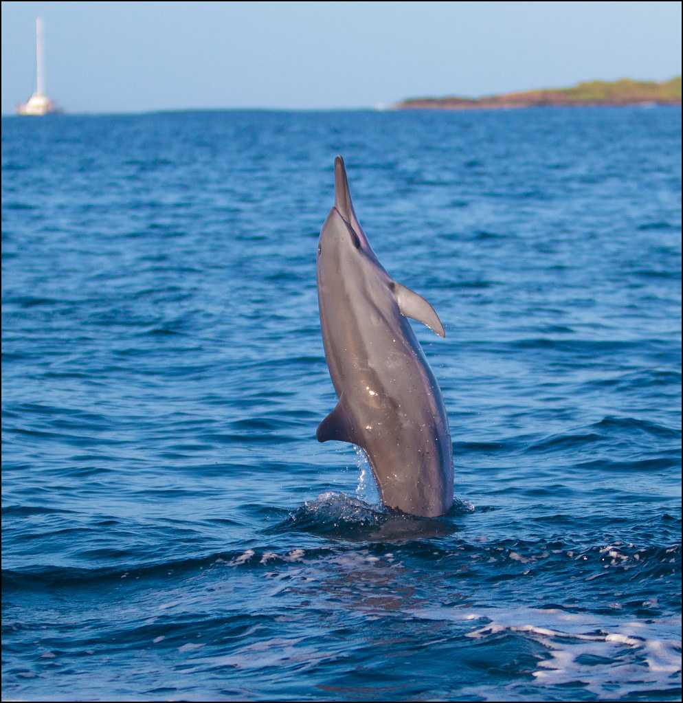 Dolphin Watching in Muscat