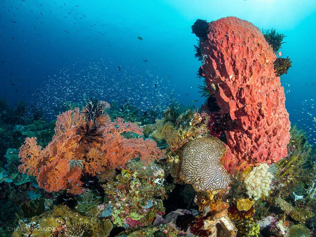 Snorkeling