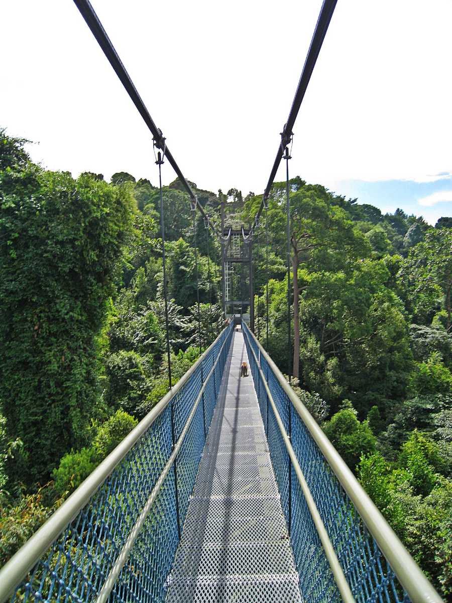 MacRitchie Reservoir Treetop Walk