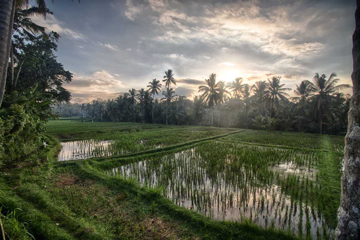 field trip b indonesia