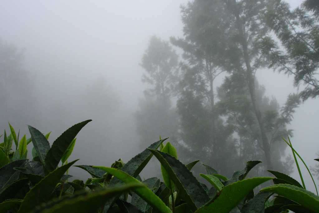 Mist in Kotagiri