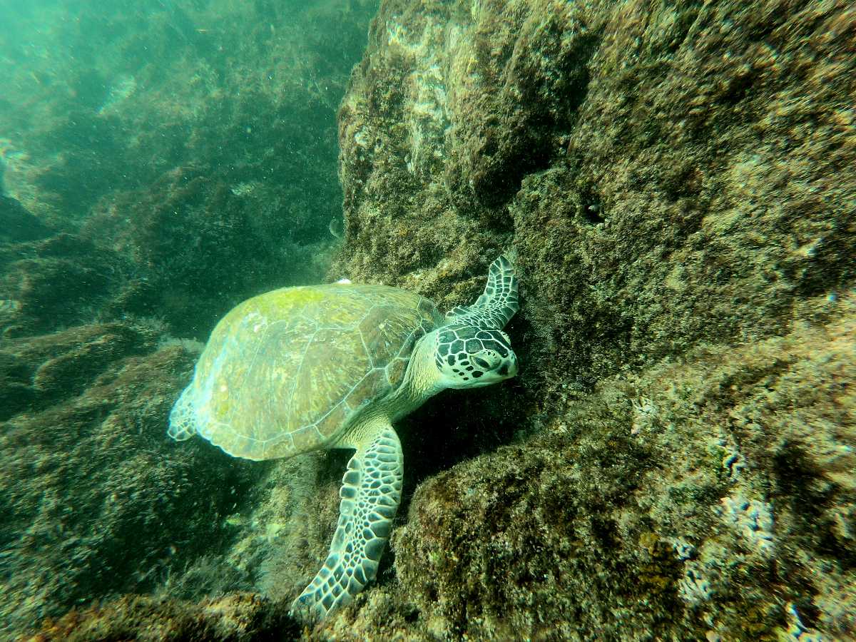 Snoopy Island, Fujairah