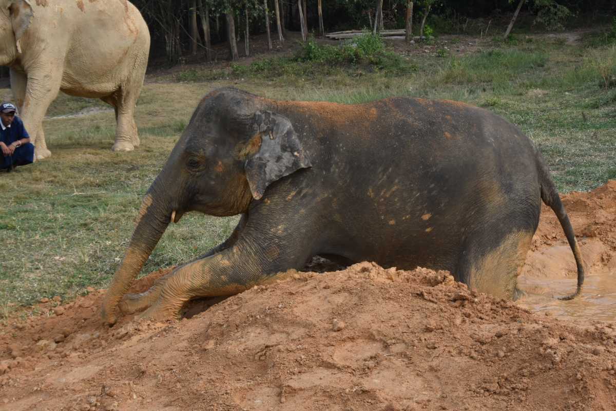 Samui Elephant Sanctuary