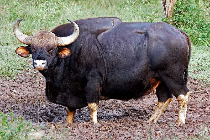 Gaur, Wildlife Sanctuaries in Bhutan