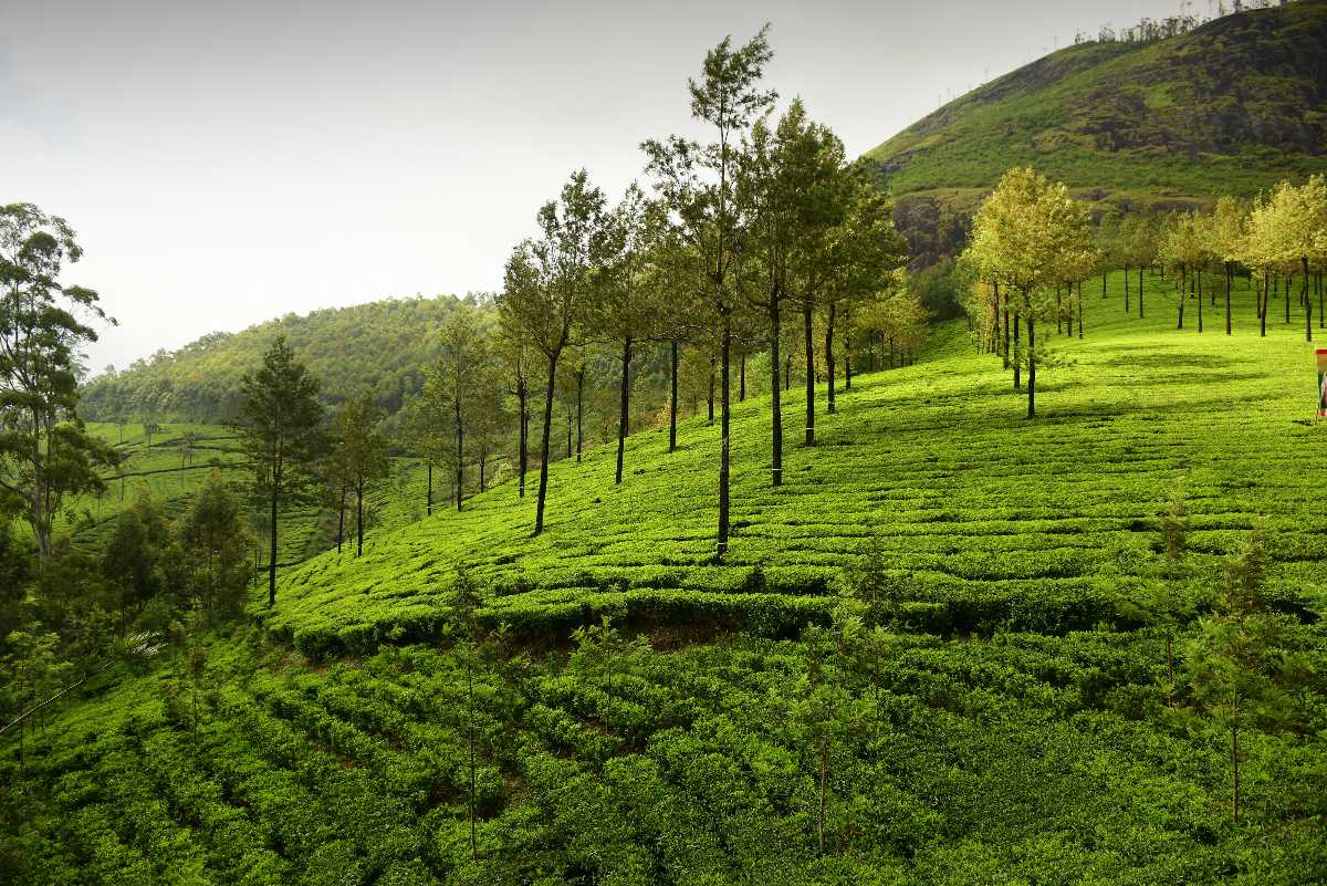 best tea plantations to visit in munnar