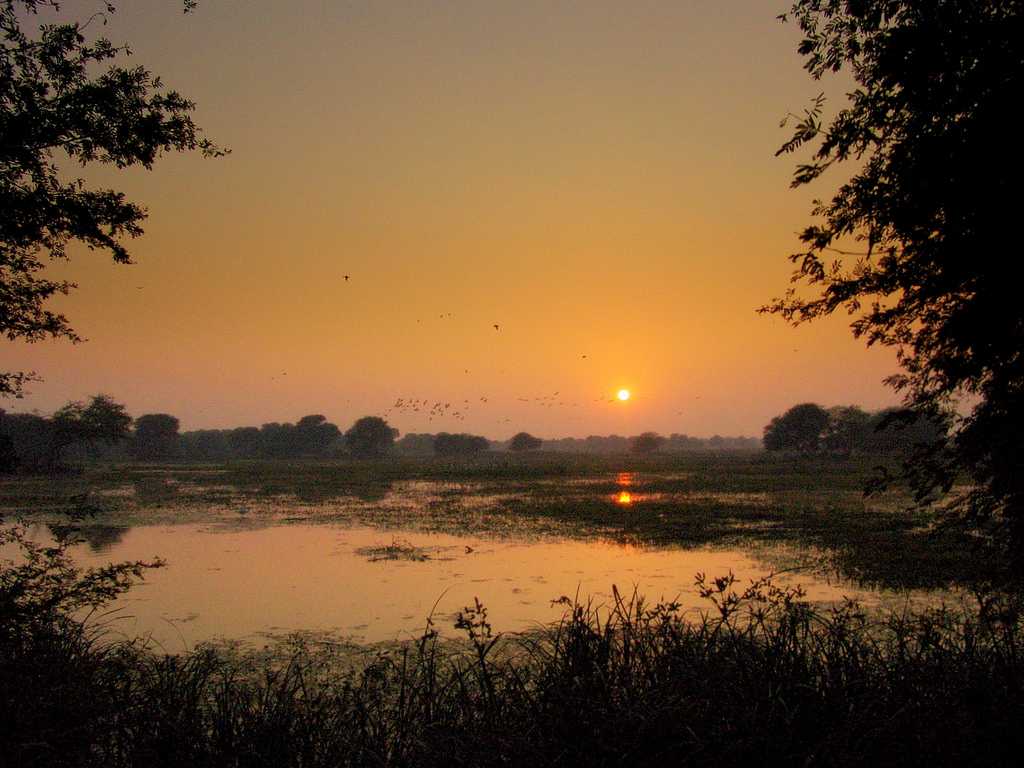 Winter Season, Bharatpur Bird Sanctuary