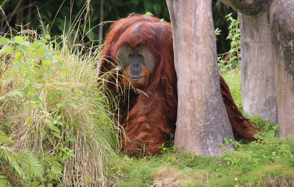 Sumatran Orangutan, Indonesia