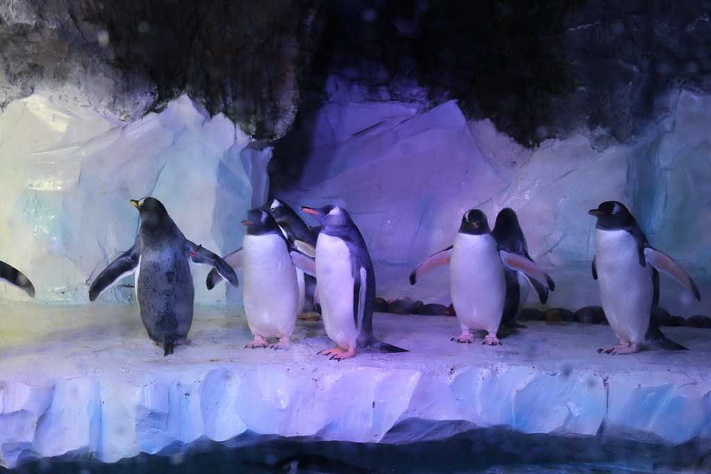 Penguin Ice Adventure Zone at National SEA LIFE Centre