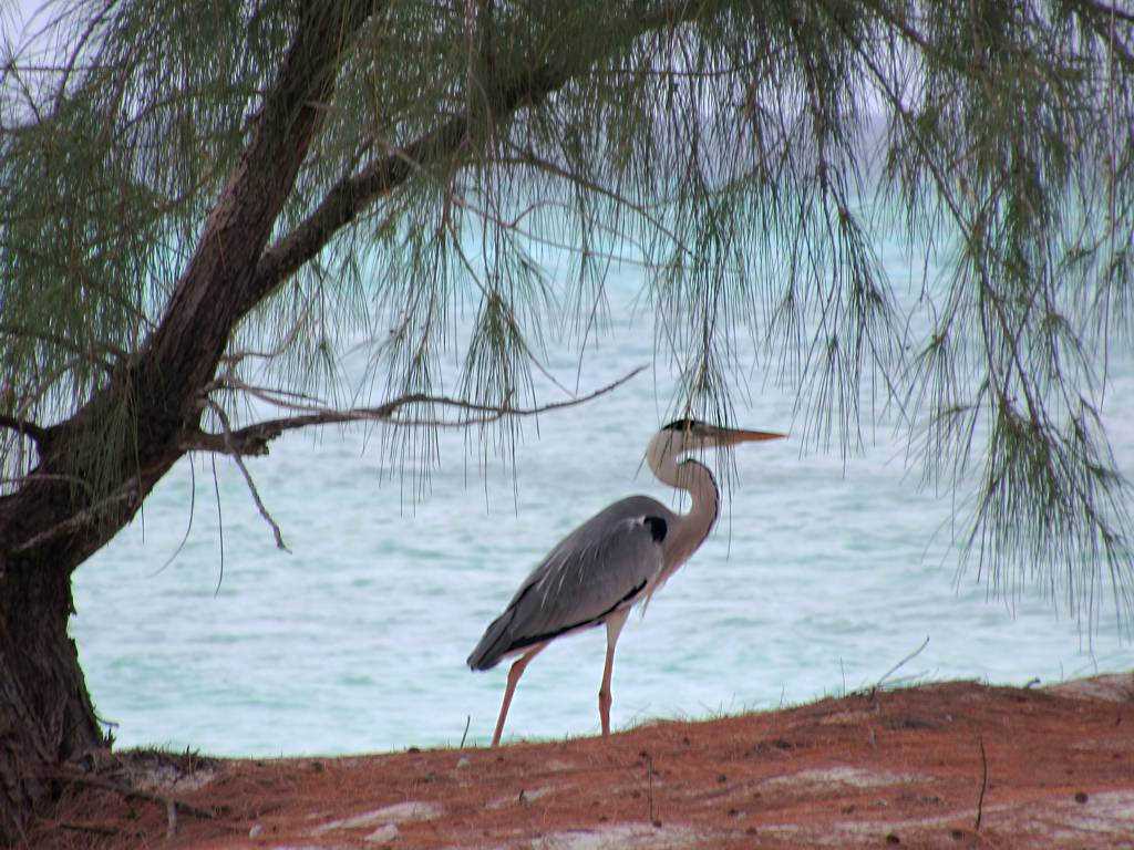 Aldabra Atoll Seychelles