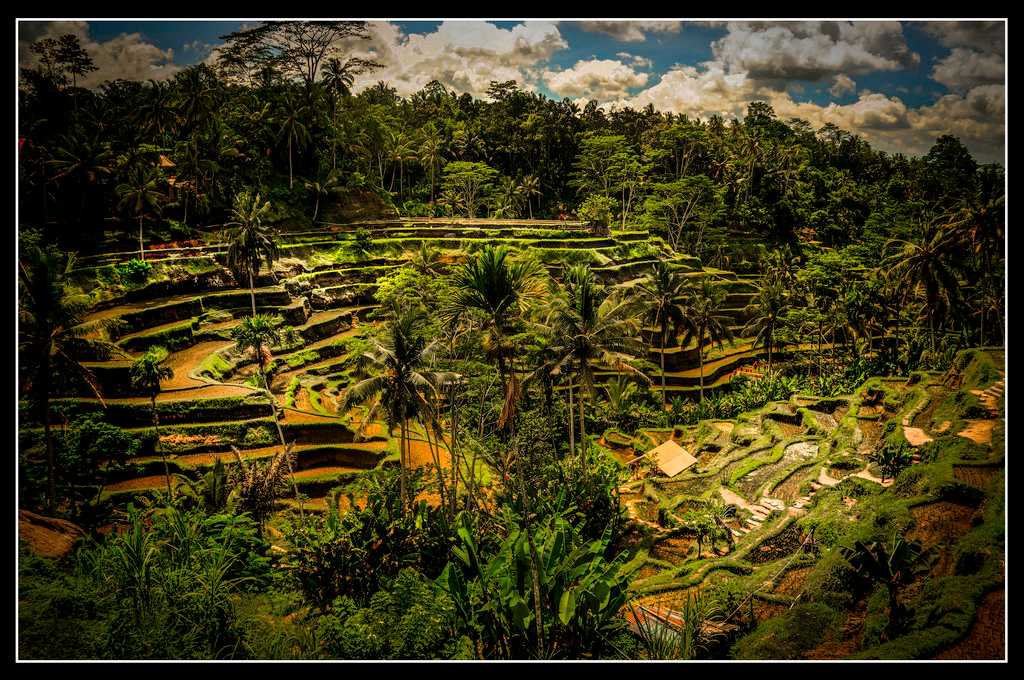 Tegalalang Rice Terraces in Ubud, Bali