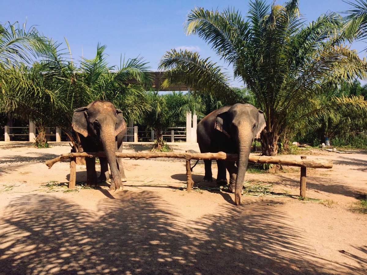 Krabi Elephant Sanctuary