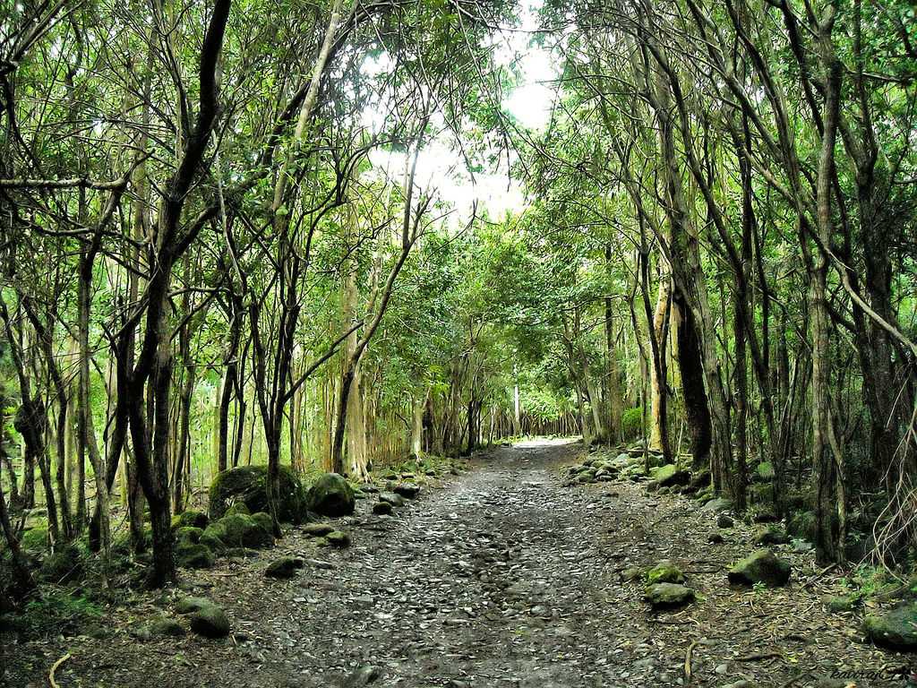 Black River Gorges National Park