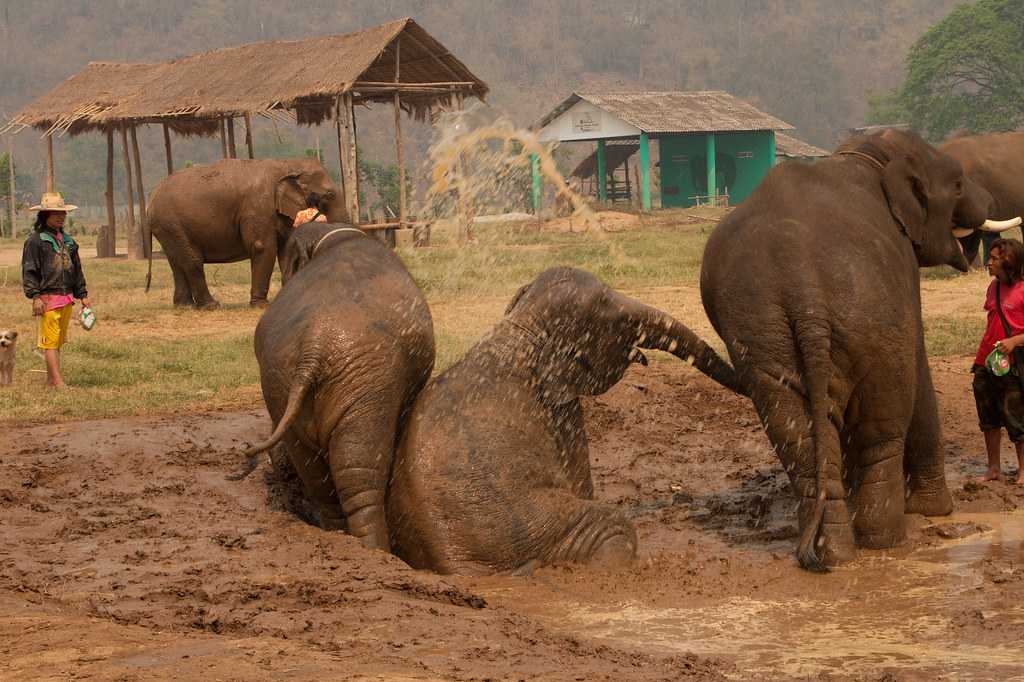 Elephant Nature Park, Chiang Mai